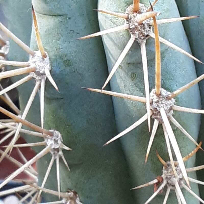 Browningia 2