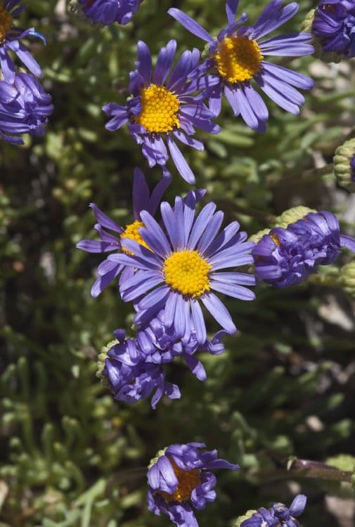 Erigeron 5