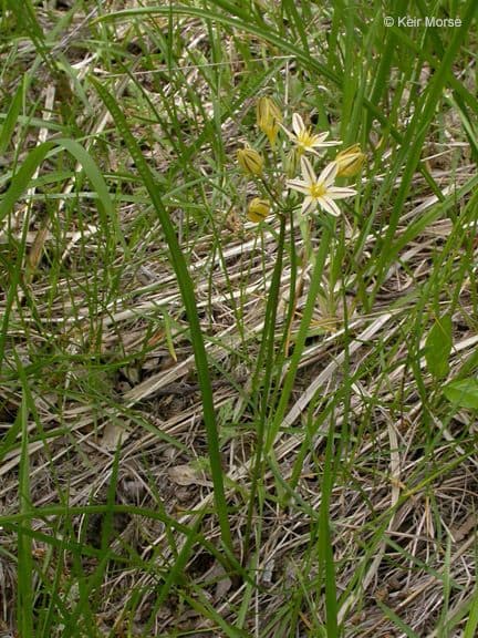 Triteleia di Henderson 8