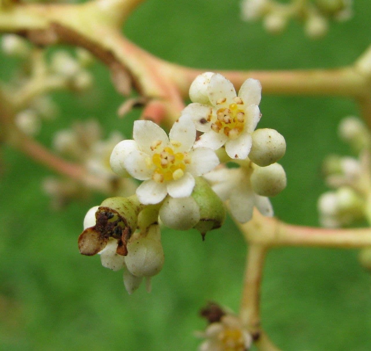 Ocotea 9