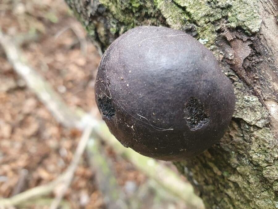 Quercia lusitanica 15
