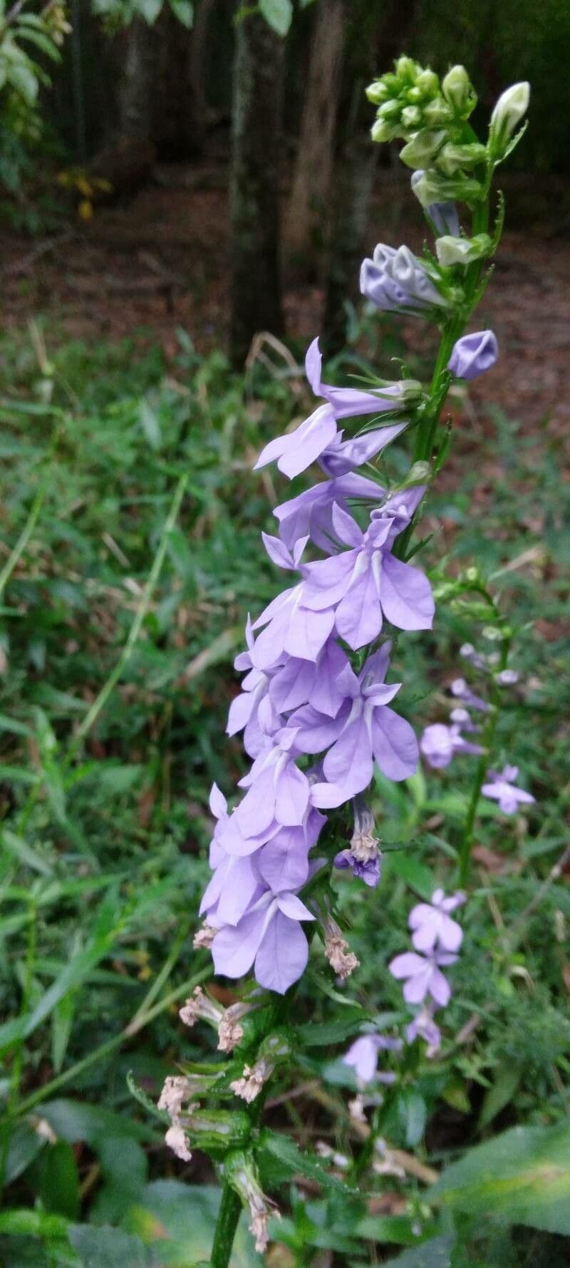 Lobelia puberula 4