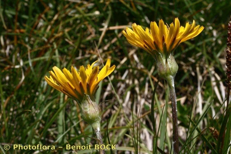 Scorzonera setolosa 9
