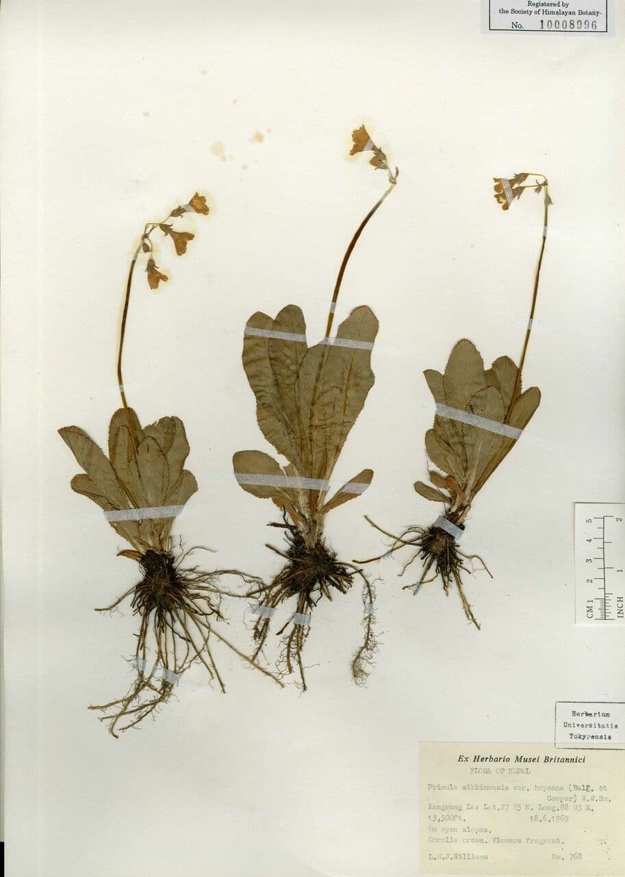 Primula del Sikkim 16