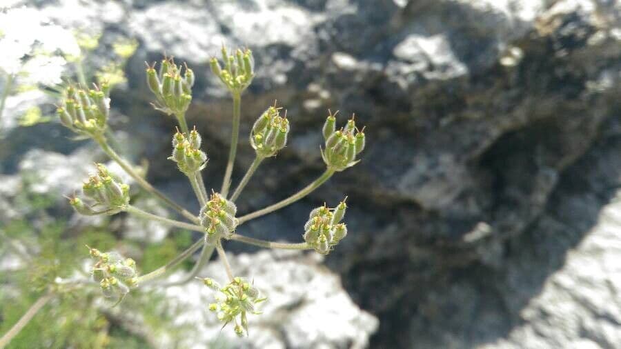 Athamanta cretensis