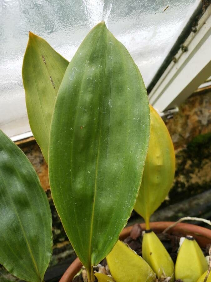 Bifrenaria 3