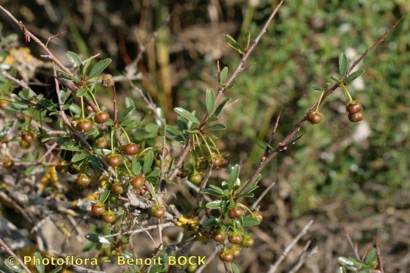 Flueggea tinctoria 25