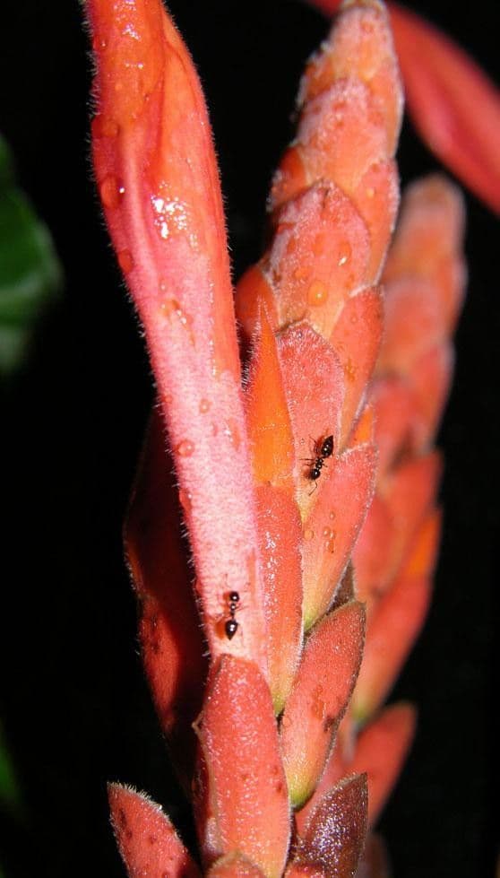 Aphelandra 15