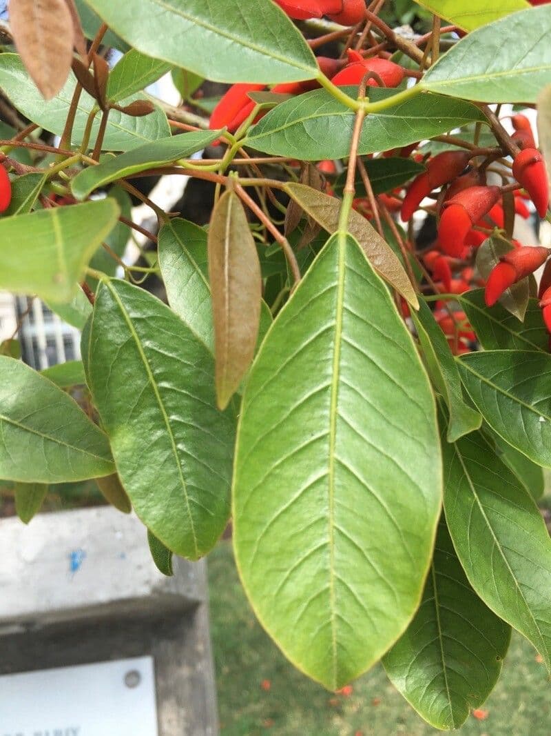 Sichellöffelbaum 9