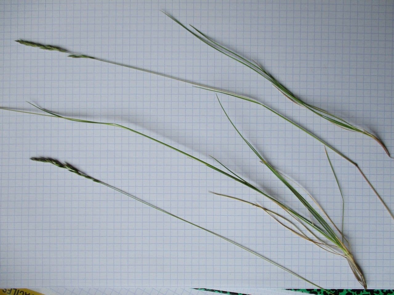 Festuca marginata 14