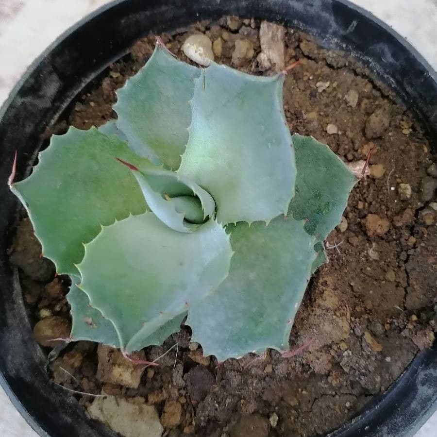Agave 7