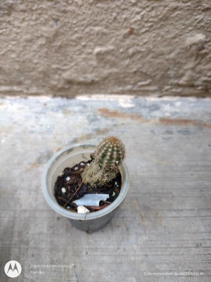 Cactus pettine 20