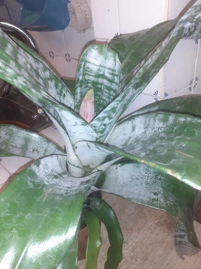 Aechmea 17