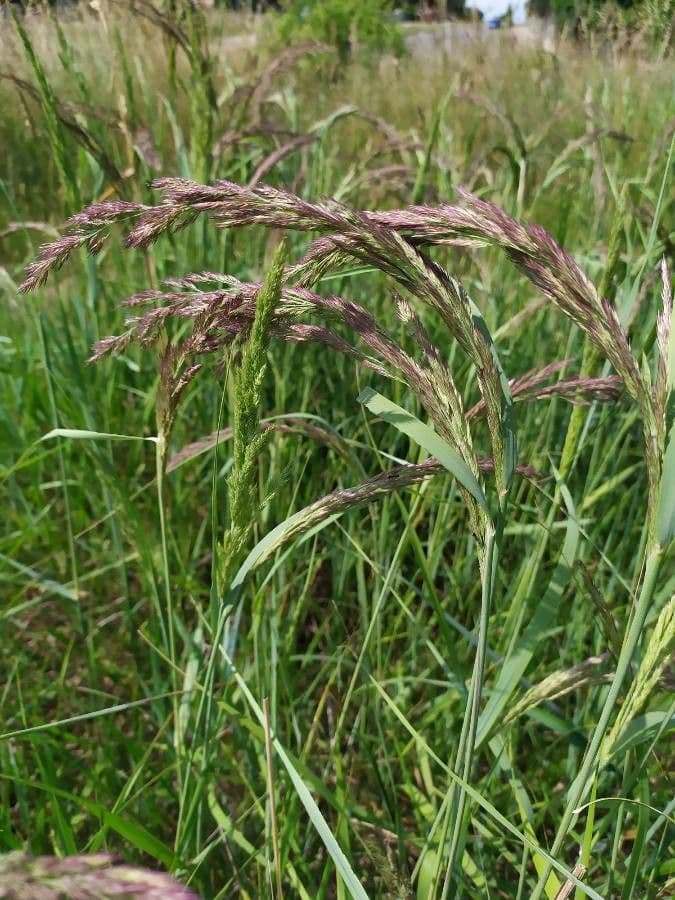 Calamagrostis 20