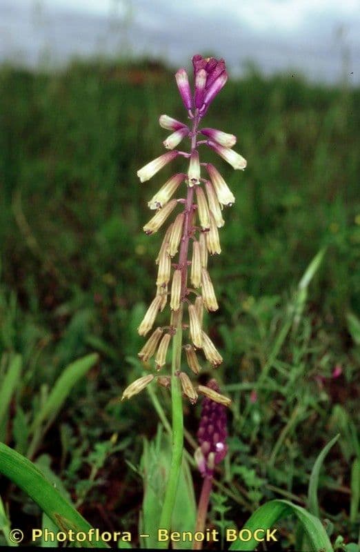 Bellevalia trifogliata 7