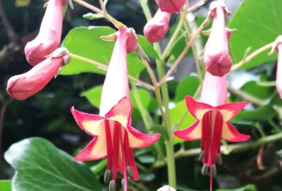 Phygelius 6