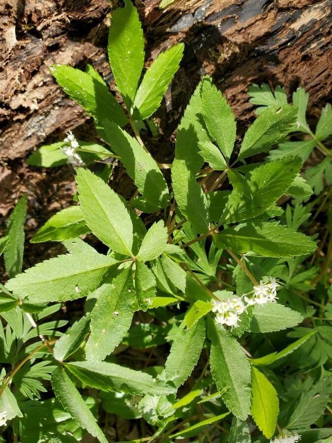 Panax trifolius 14