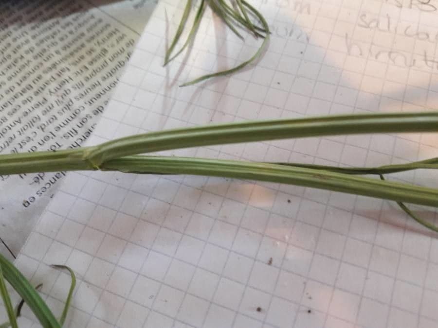 Oenanthe pimpinelloides 21