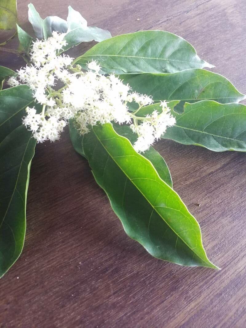 Ehretia 12