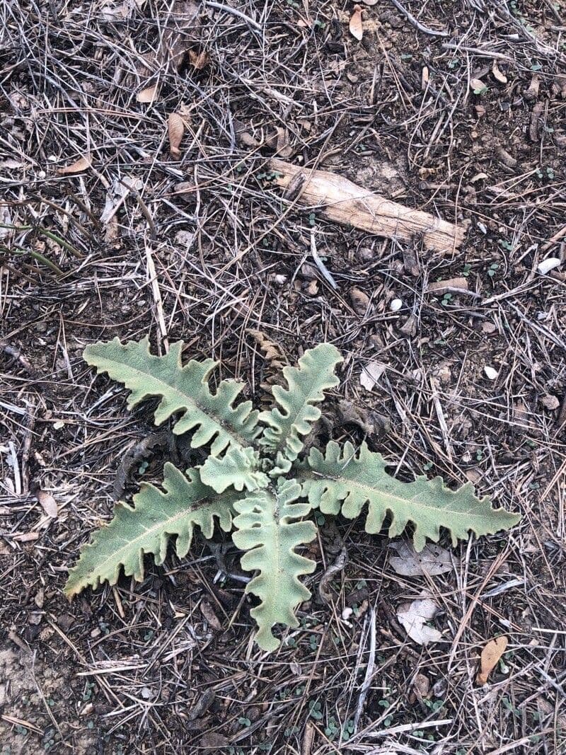Mullein 9