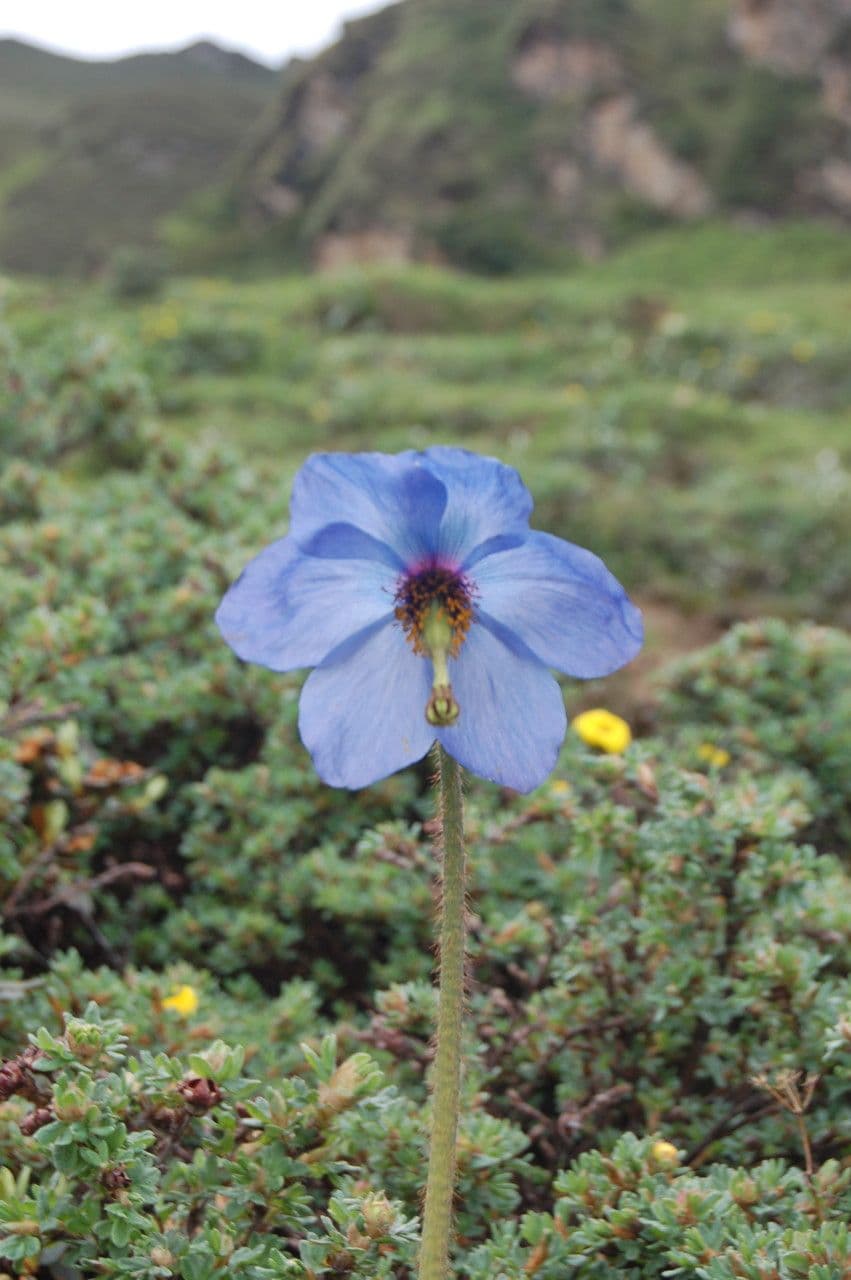 Meconopsis 4