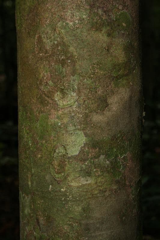 Protium decandrum 5