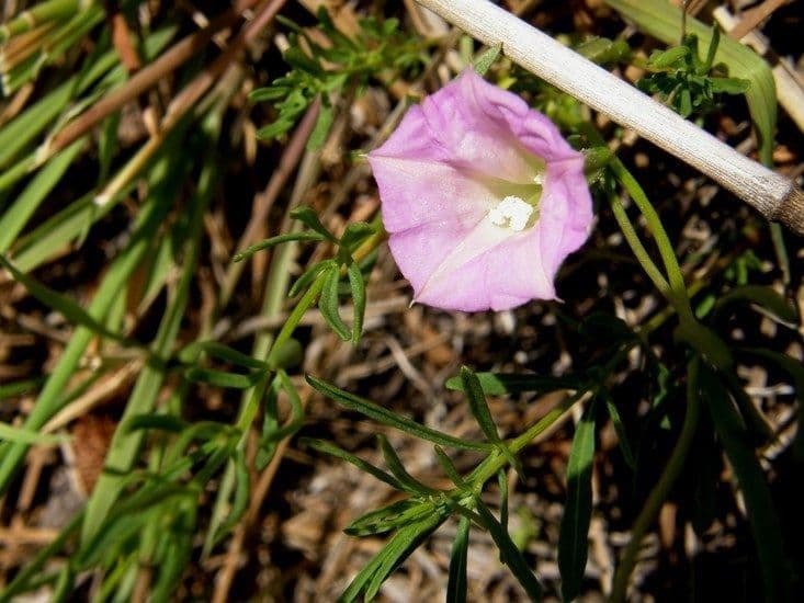 Ipomoea 5