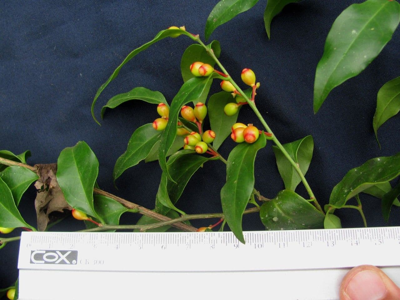 Schoepfia 9