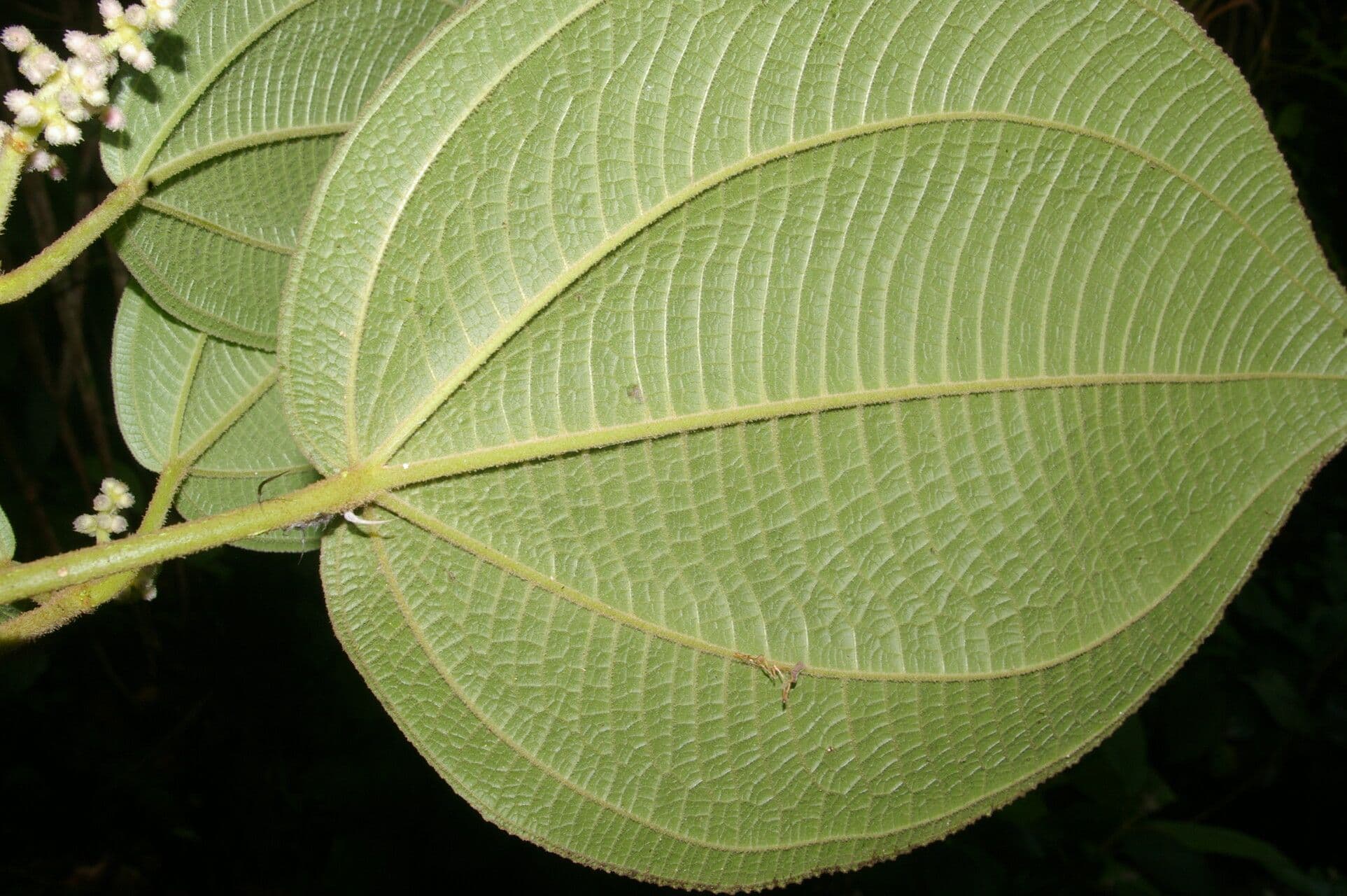 Conostegia micrantha 4