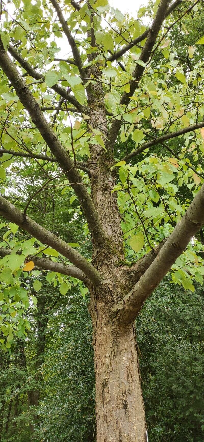 Taschentuchbaum 13