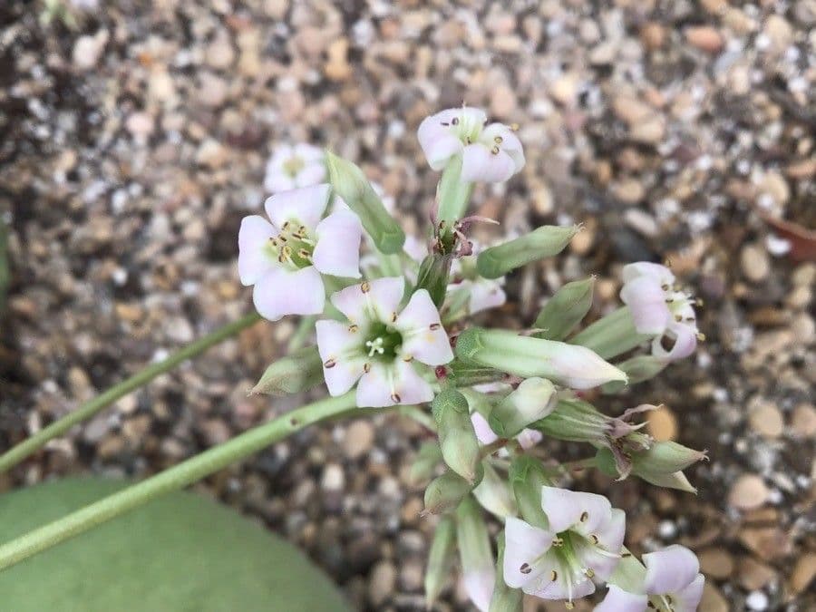 Kalanchoe