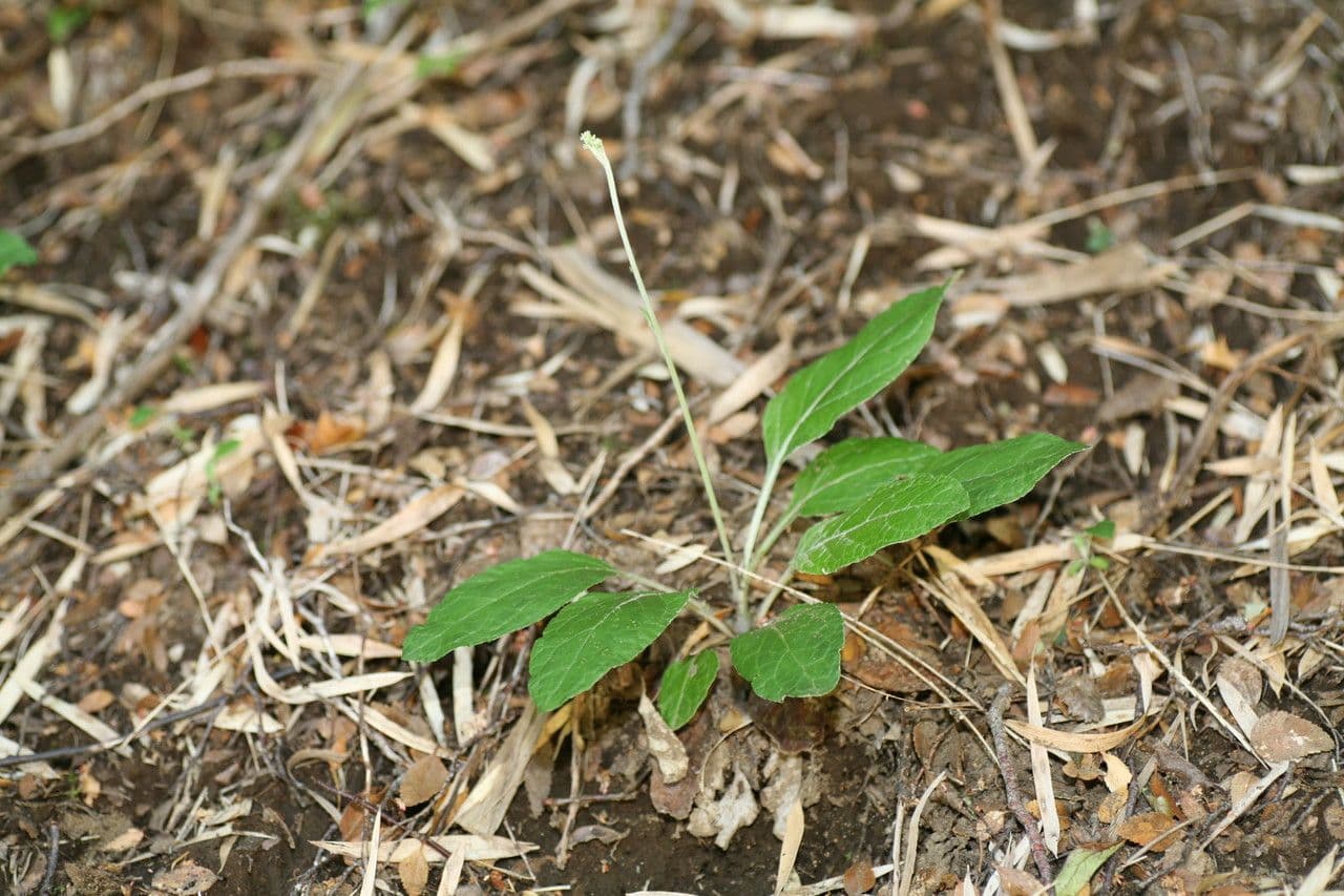 Adenocaulon