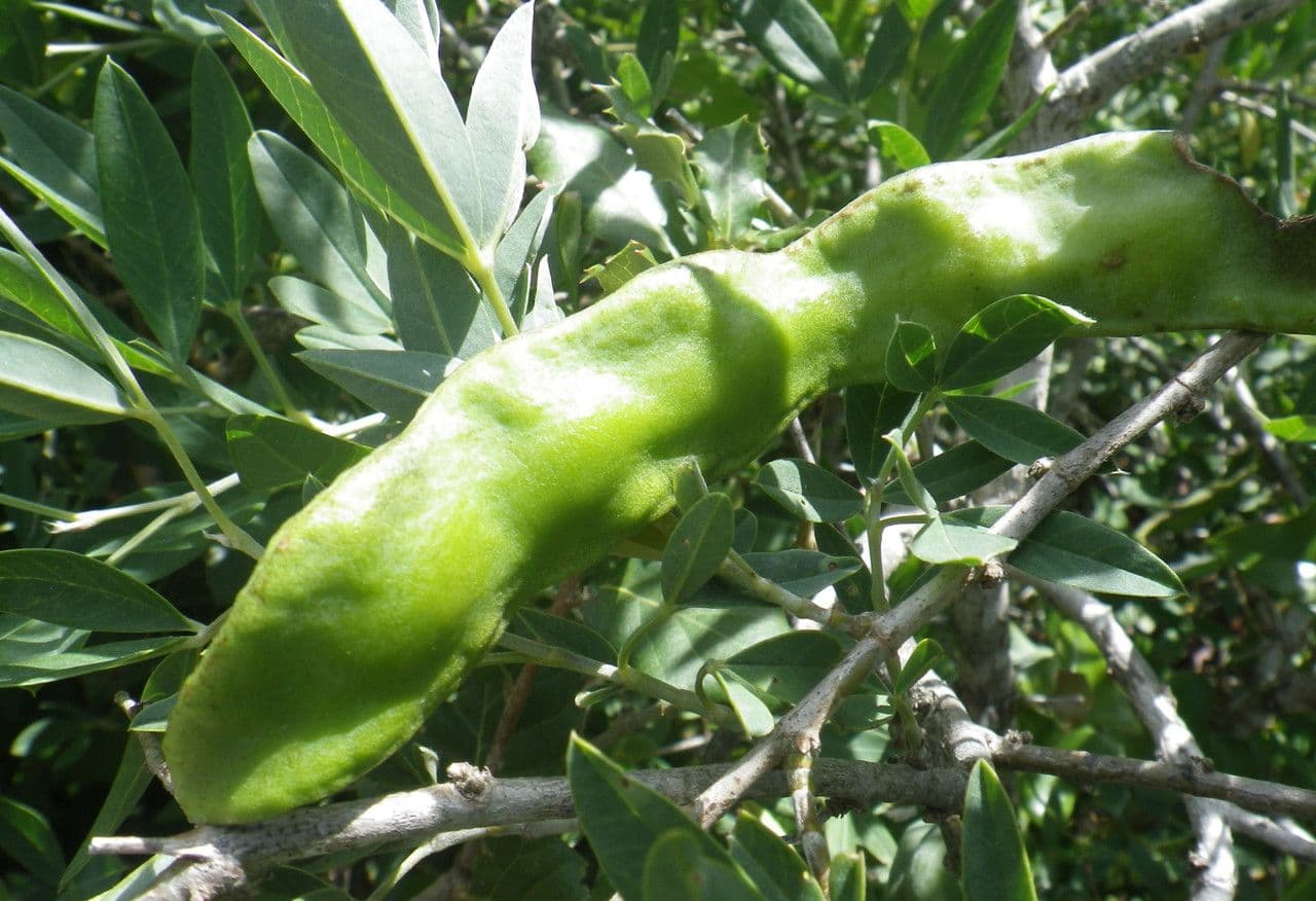 Anagyris fetida 4
