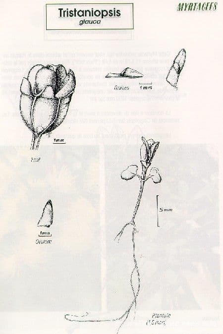 Tristaniopsis 18