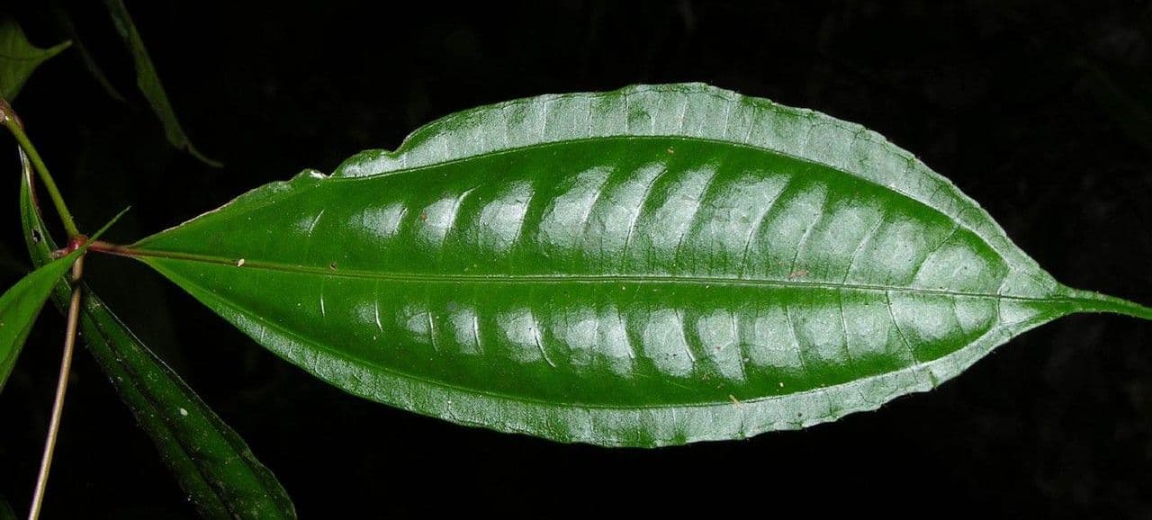 Miconia 14
