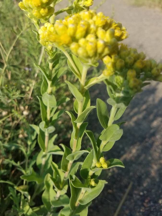 Verga d'oro rigida 15