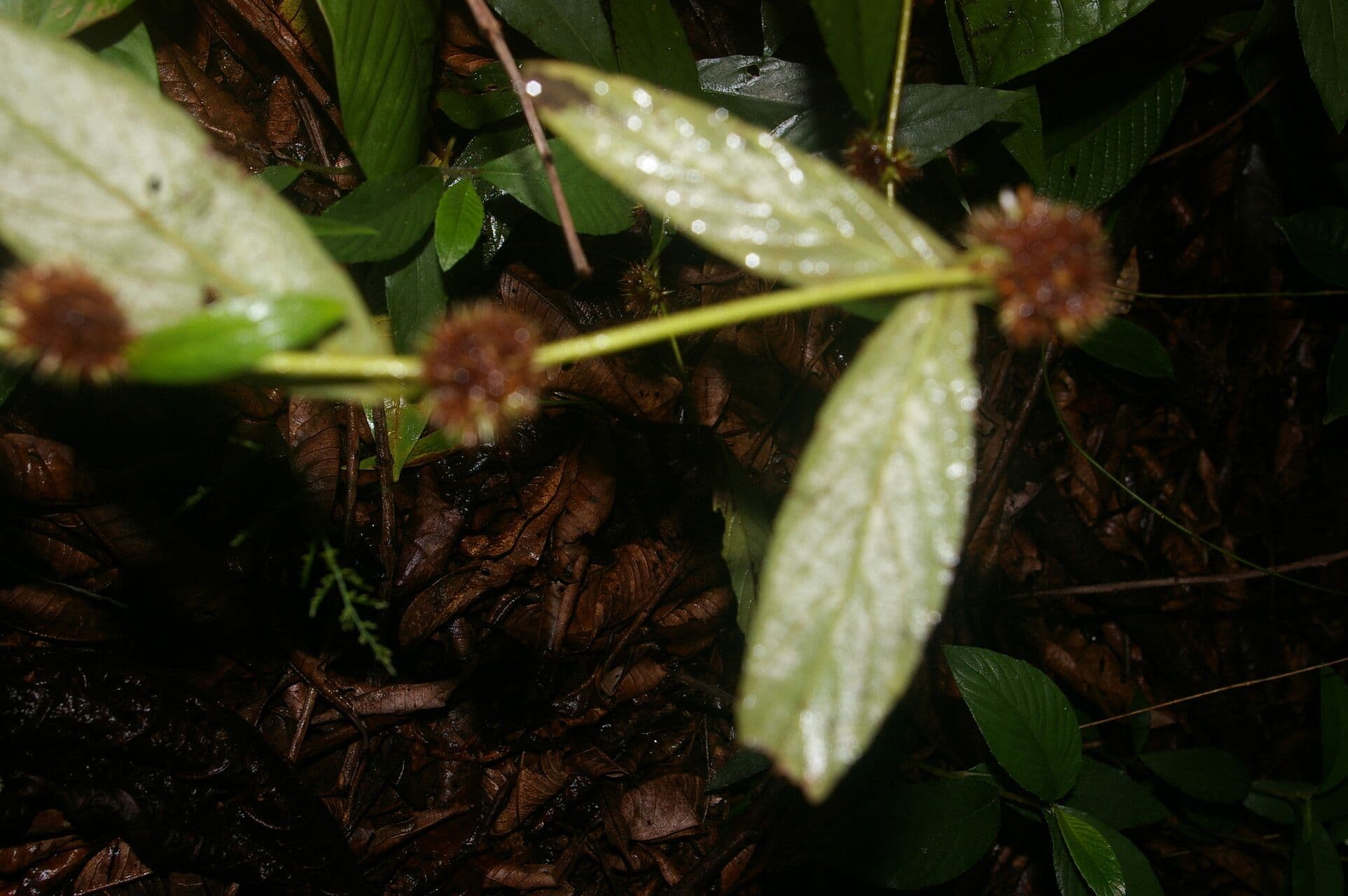 Spiracantha 2