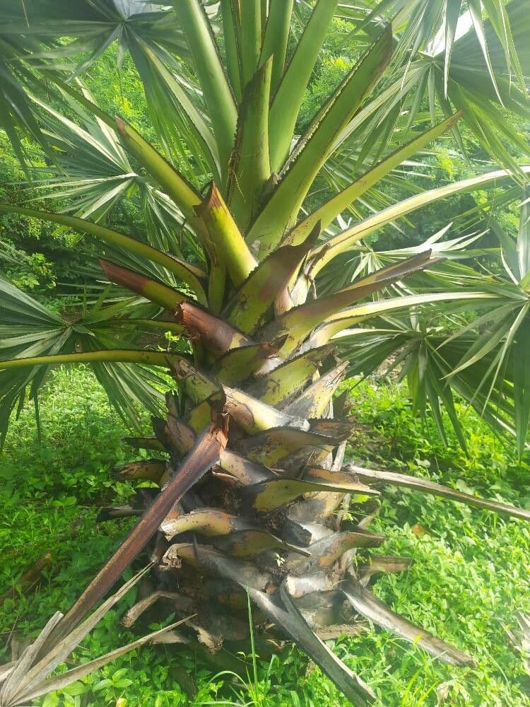 Palma cukrowa 20