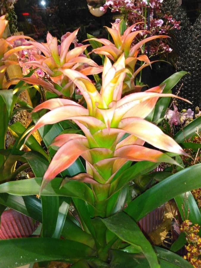 Guzmania monostachia 6