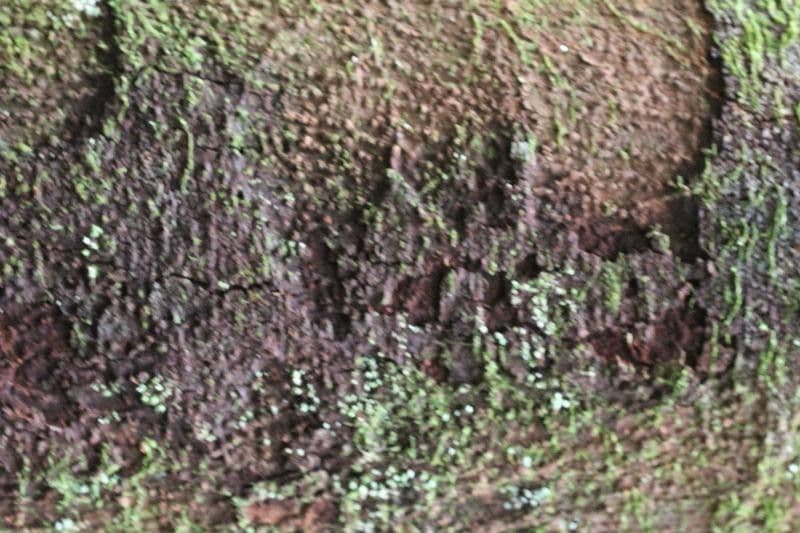 Couma guianensis 11