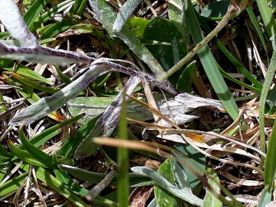 Plesnivec alpský 18