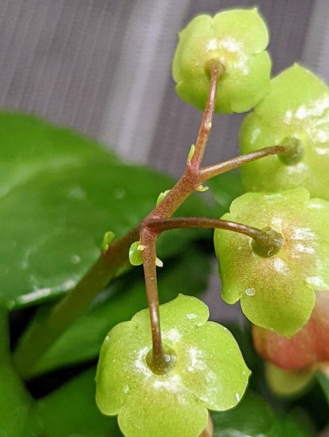 Kalanchoe 17