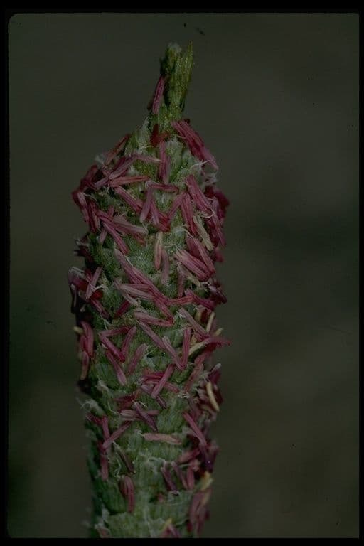 Neostapfia 5