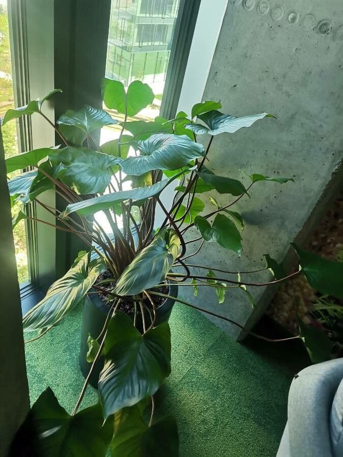 Homalomena 2