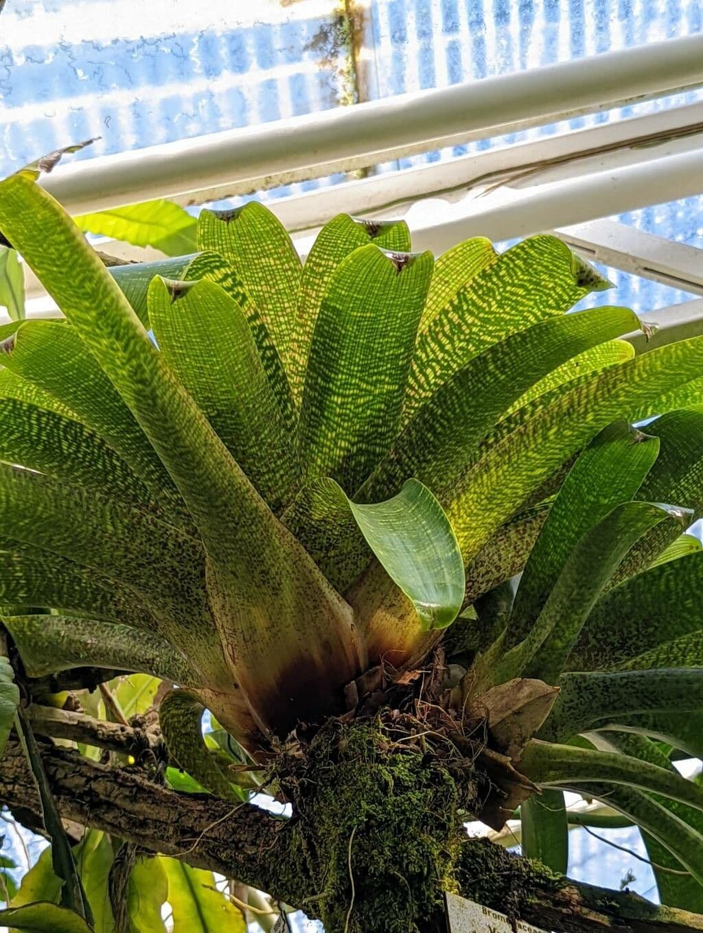 Vriesea okienna 4