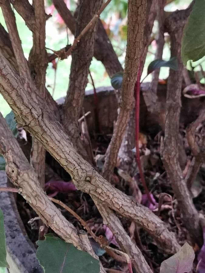 Fuchsien 21