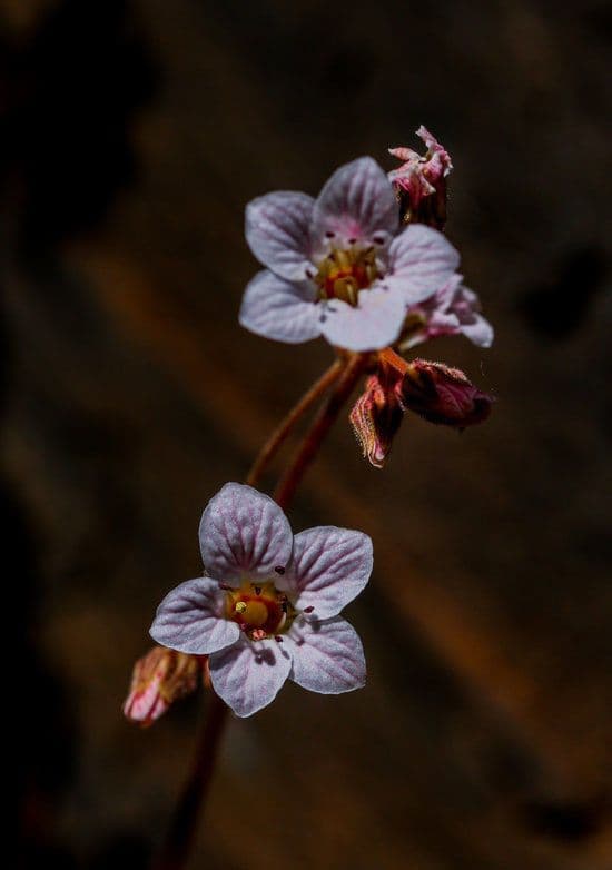 Jepsonia 3