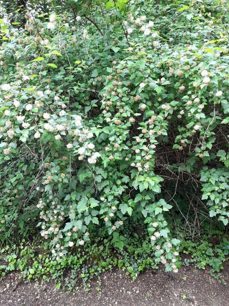 Potočnice strední 26