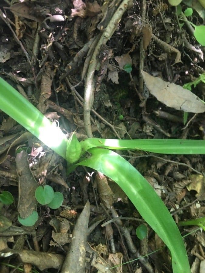 Colchico