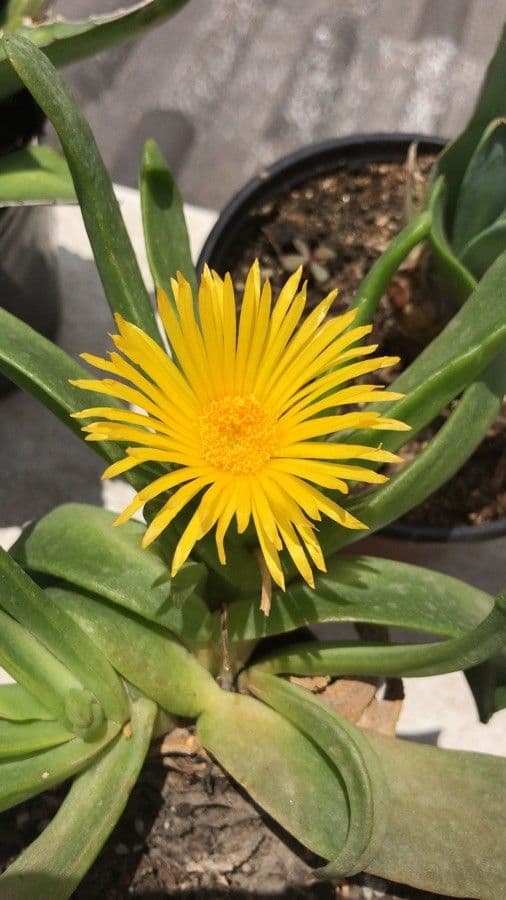 Glottiphyllum 4